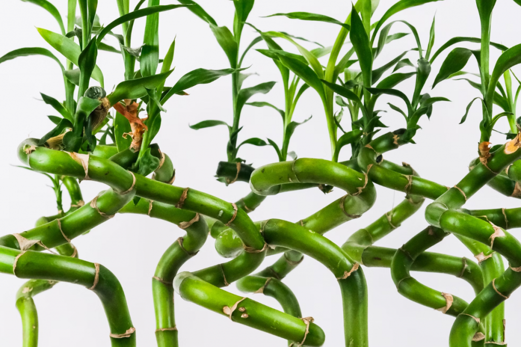 Vastu Tips : घर में लगाएं इन लकी पौधों को, चमक जाएगी आपकी किस्मत 1 Lucky Bamboo 1