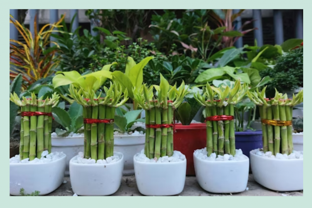 4 Easy Grow Plants In Water And Soil: मिट्टी और पानी दोनों में आसानी से ग्रो हो जाते है ये पौधे- मनी प्लांट, स्नेक प्लांट, सिंगोनियम और लकी बैंबू 4 Lucky Bamboo