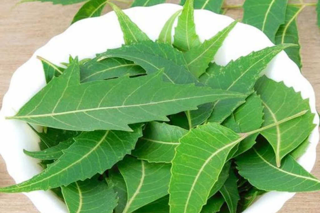 Vastu Tips : घर में लगाएं इन लकी पौधों को, चमक जाएगी आपकी किस्मत 3 Neem 1
