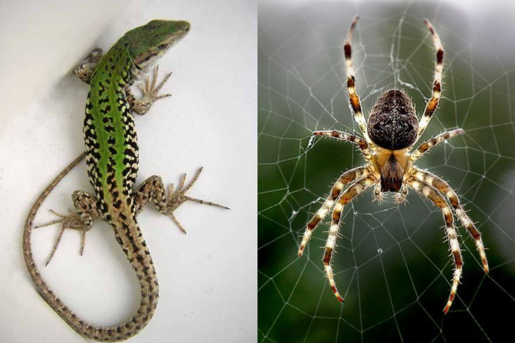 Ways To Get Rid Of Lizards And Spiders: घर से छिपकली और मकड़ी भगाने के ये है असरदार तरीके आज ही ट्राइ करें 1 Spider
