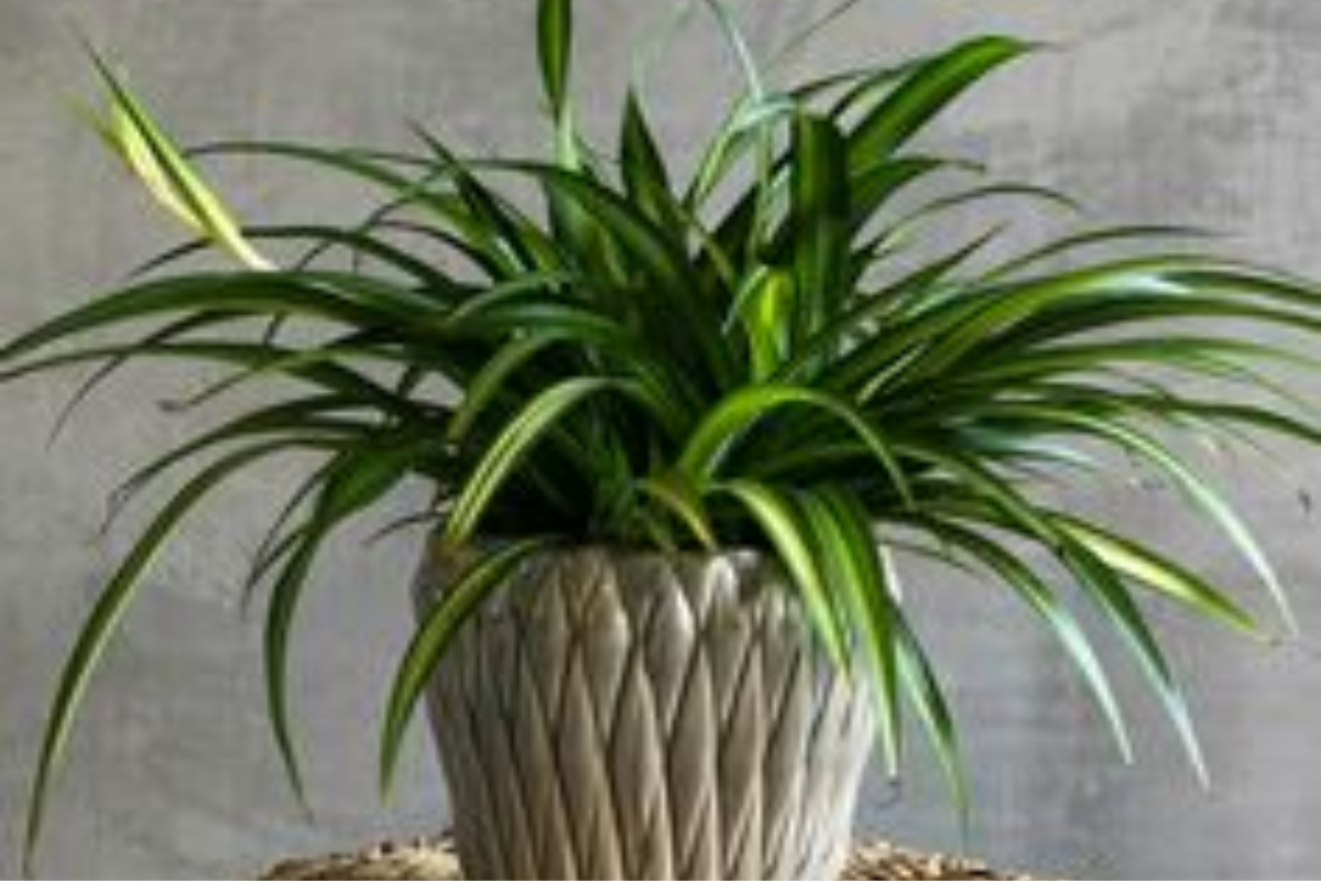 Home Page_Base_Live 15 Spider Plant