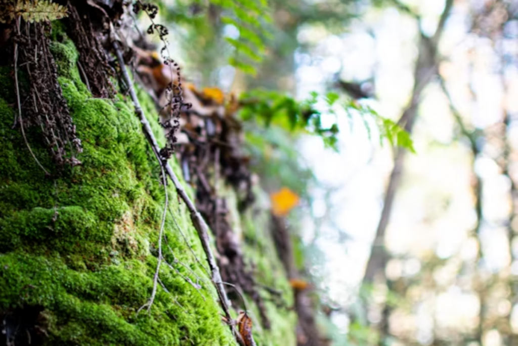 Moss/Kaai Removal Tips: बारिश के दिनों में घर के कोने पर जम गई है काई तो इस तरह से करें साफ, नहीं करनी पड़ेगी मेहनत 2 Mossकाई 2