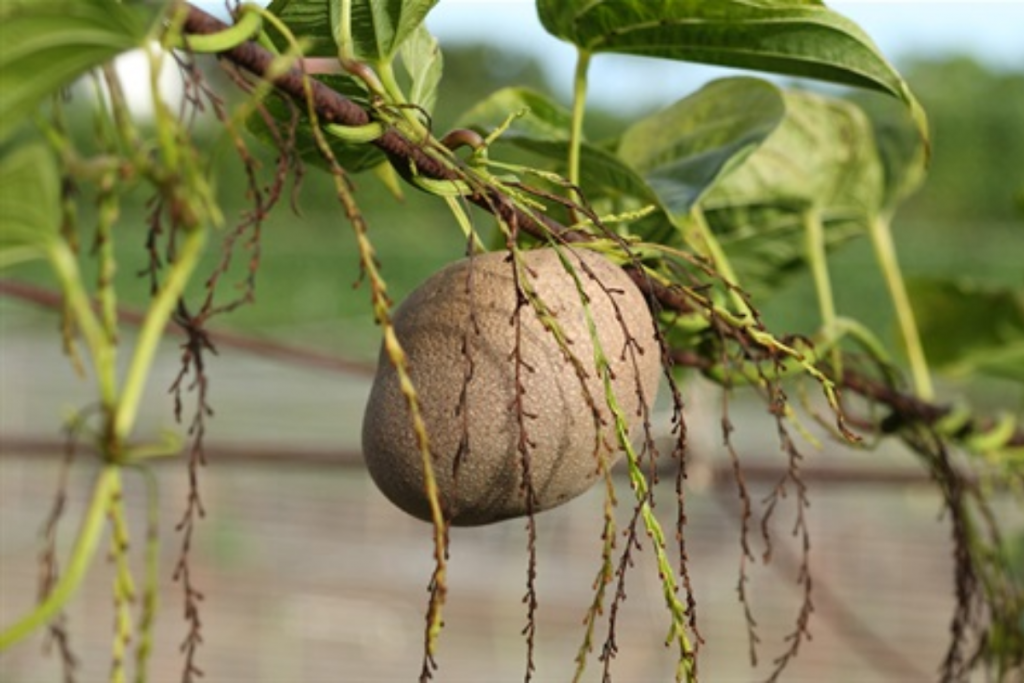 Air Potato Benefits &Amp; Recipes: ये पहाड़ी फल है बेहद खास जानें इसके लाभ 2 Air Potato 1