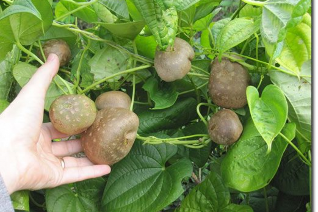 Air Potato Benefits &Amp; Recipes: ये पहाड़ी फल है बेहद खास जानें इसके लाभ 1 Air Potato