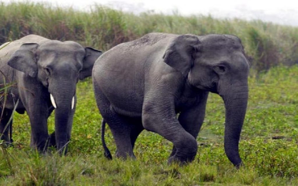 Bihar: आधा दर्जन हाथियों ने मचाया उत्पात, नेपाल से भारतीय सीमा में किया प्रवेश 2 Elephant Nepal 1