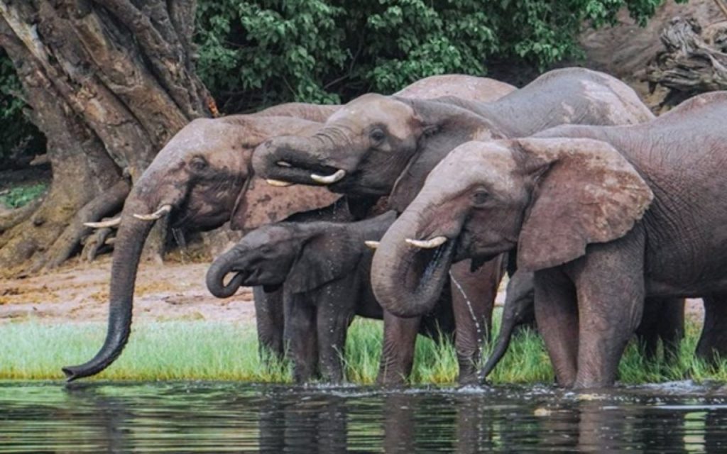 Bihar: आधा दर्जन हाथियों ने मचाया उत्पात, नेपाल से भारतीय सीमा में किया प्रवेश 1 Elephant Nepal