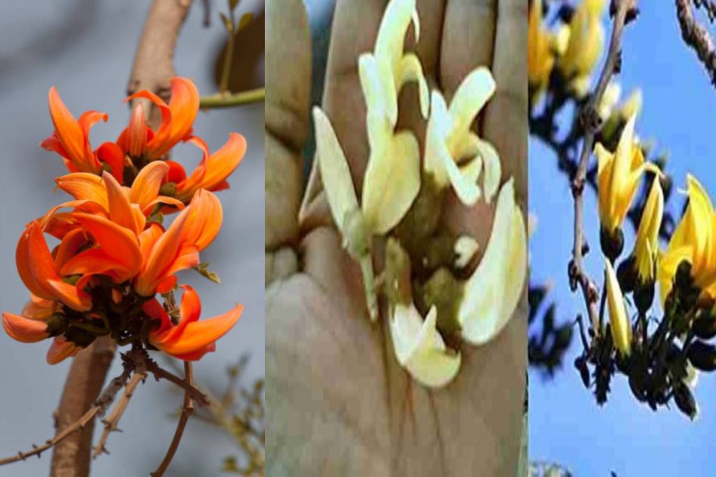 Diwali With Plant: इस साल मनाएं पौधों वाली दिवाली, घर लाएं ये खास प्लांट 1 New Project 2024 10 25T135129.608