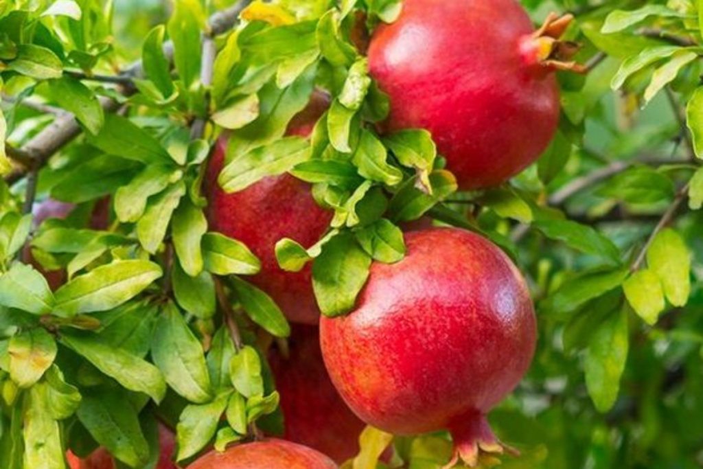 Pomegranate Leaves Kadha Recipe: गले में संक्रमण व खासी से बचाव करता है अनार की पत्तियों का काढ़ा 2 Pomegranate Leaves Kadha 2