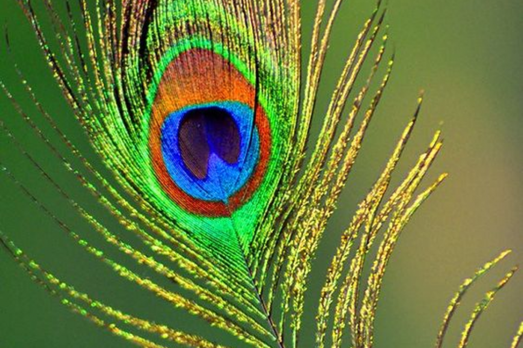 Significance Of Buying Peacock Feather On Diwali: दिवाली पर इन शुभ कारणों से खरीदे जाते हैं मोरपंख 1 Sutarfeni 5