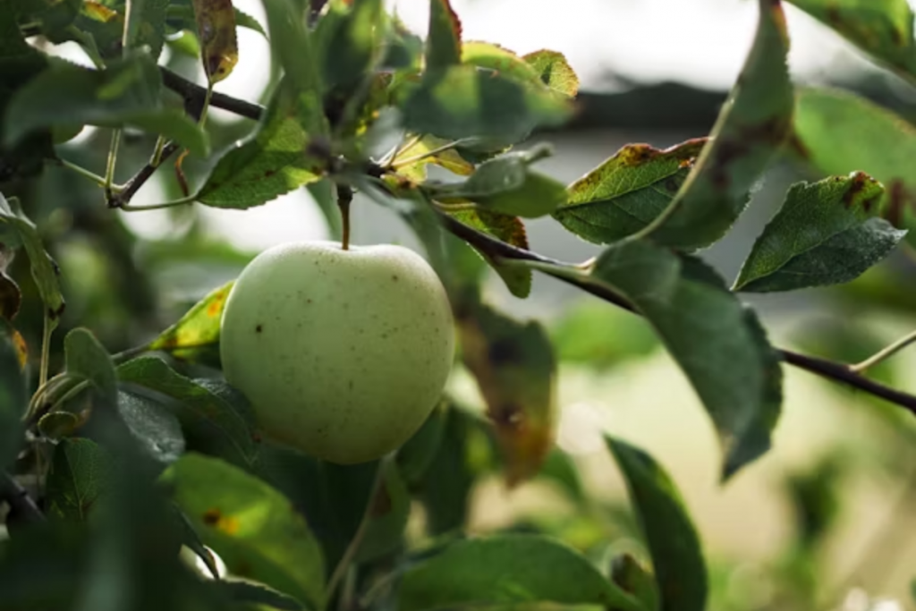 Green Apple Juice: सेहत के लिए वरदान है ये जूस नोट करें इसकी आसान रेसिपी 1 Green Apple