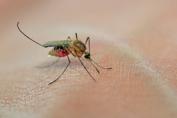 Dengue: प्लेटलेट काउंट बढ़ाने के लिए करें इस पत्ते का सेवन, रिसर्च में हुआ खुलासा 2 Istockphoto 1161343120 612X612 1