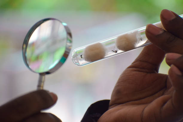 Dengue: प्लेटलेट काउंट बढ़ाने के लिए करें इस पत्ते का सेवन, रिसर्च में हुआ खुलासा 3 Istockphoto 1223218963 612X612 1