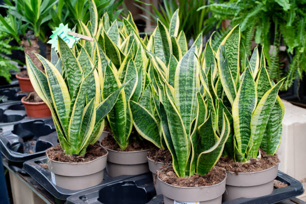 Plants Animals Don'T Eat: इन फूलों और पौधों को जानवर भी नहीं खाते: जानें इनके फायदे और उपयोग 2 Istockphoto 1247359811 612X612 1