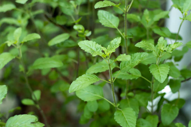 Diwali With Plant: इस साल मनाएं पौधों वाली दिवाली, घर लाएं ये खास प्लांट 5 Istockphoto 1282865513 612X612 1