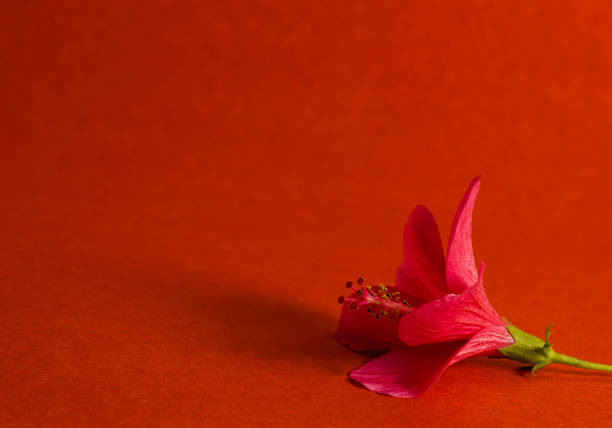 Gudahal Ke Phool Ke Upaay: नवरात्रि में इस दिन करें गुड़हल के फूल से चमत्कारी उपाय 1 Istockphoto 1431739345 612X612 1
