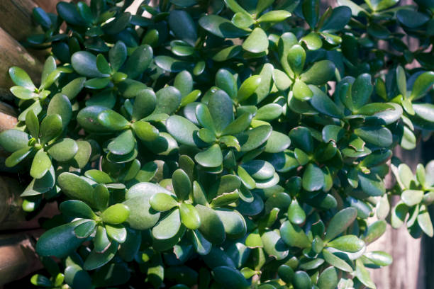 Diwali With Plant: इस साल मनाएं पौधों वाली दिवाली, घर लाएं ये खास प्लांट 2 Istockphoto 2169762511 612X612 1