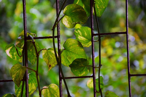 Diwali With Plant: इस साल मनाएं पौधों वाली दिवाली, घर लाएं ये खास प्लांट 3 Istockphoto 908547288 612X612 1