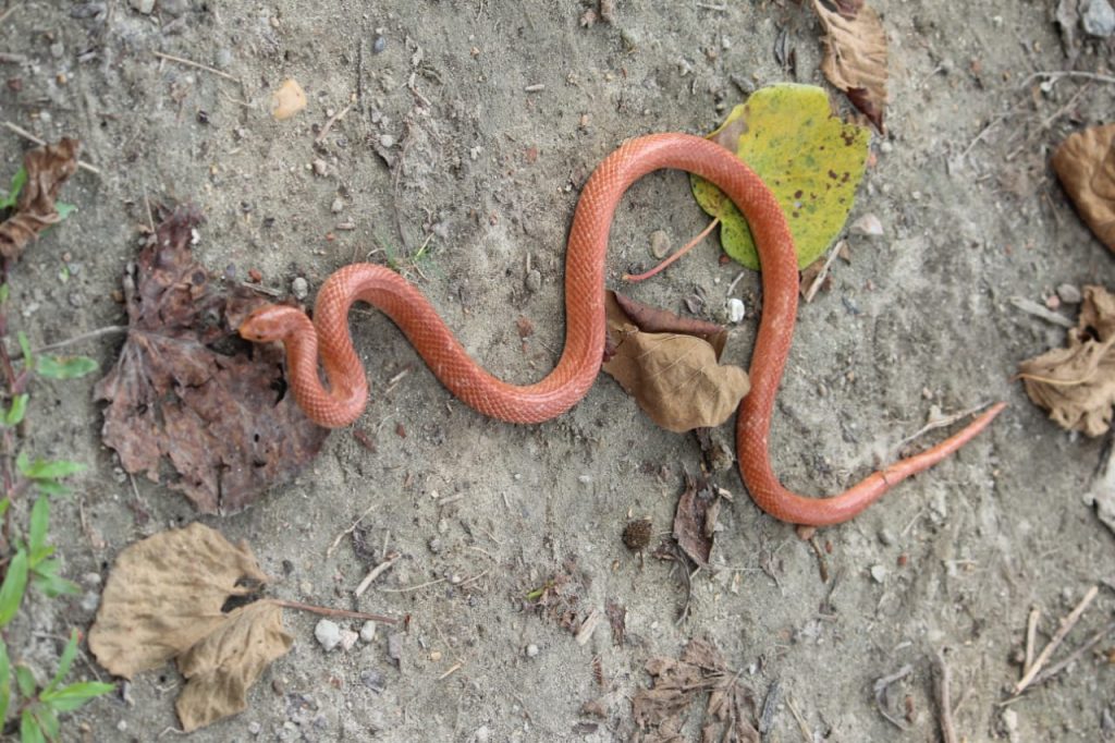 Rare Snake: Vtr से भटक कर घर में घुसा दुर्लभ लाल कुकरी सांप, ग्रामीणों में मची हलचल, वन विभाग ने फौरन की कार्रवाई 1 Kukri Snake