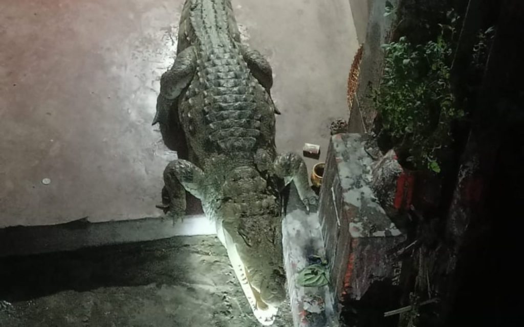 Bhagalpur: घर के आंगन में आराम फरमा रहा था मगरमच्छ, 4 घंटे के रेस्क्यू के बाद पकड़ाया 1 9 3