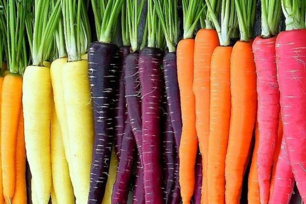 Gajar Ki Barfi Recipe: सर्दियों की मिठास के लिए बनाएं गाजर की बर्फी 2 Black Carrot 1