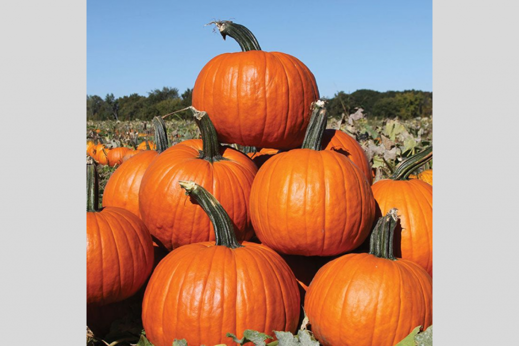 Benefits Of Pumpkin Face Mask: त्वचा को दें नैचुरल ग्लो कद्दू फेस मास्क से 2 Untitled Design 21 1