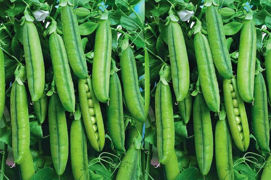 Winter Vegetables To Stay Healthy: सर्दी में अगर आप भी रहना चाहते हैं बीमारियों से दूर तो जरूर खाएं ये 5 सब्जियां 4 Vegetable