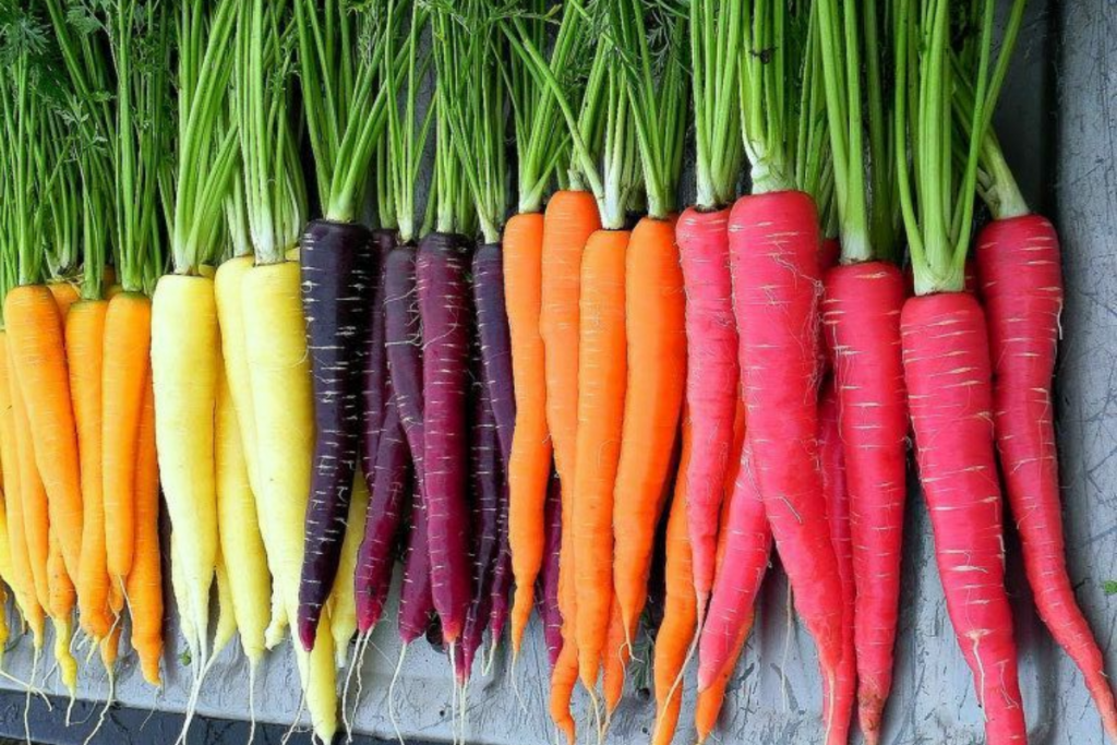 Winter Vegetables To Stay Healthy: सर्दी में अगर आप भी रहना चाहते हैं बीमारियों से दूर तो जरूर खाएं ये 5 सब्जियां 2 Vegetable 2