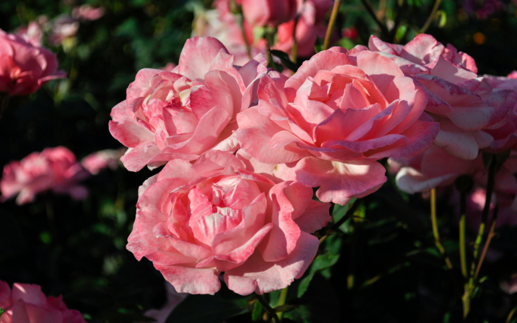 Rose Water From Rose Petals: गुलाब की पंखुड़ियों से घर पर बनाएं शुद्ध गुलाब जल 3 Image 66