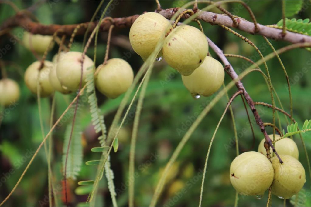 Health Benefits Of Amla : कच्चा चबाएं या जूस बना लें, आदत डाल लें तो आपको मिलेंगे कई फायदे 3 Amala 11