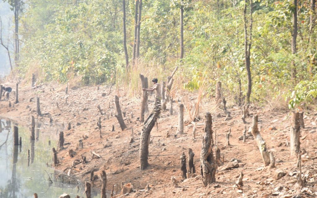 झारखंड के कालीझरना में लकड़ी माफियाओं ने सैकड़ों पेड़ काट डाले, देखें Photos 1 Crime News Jharkhand 1