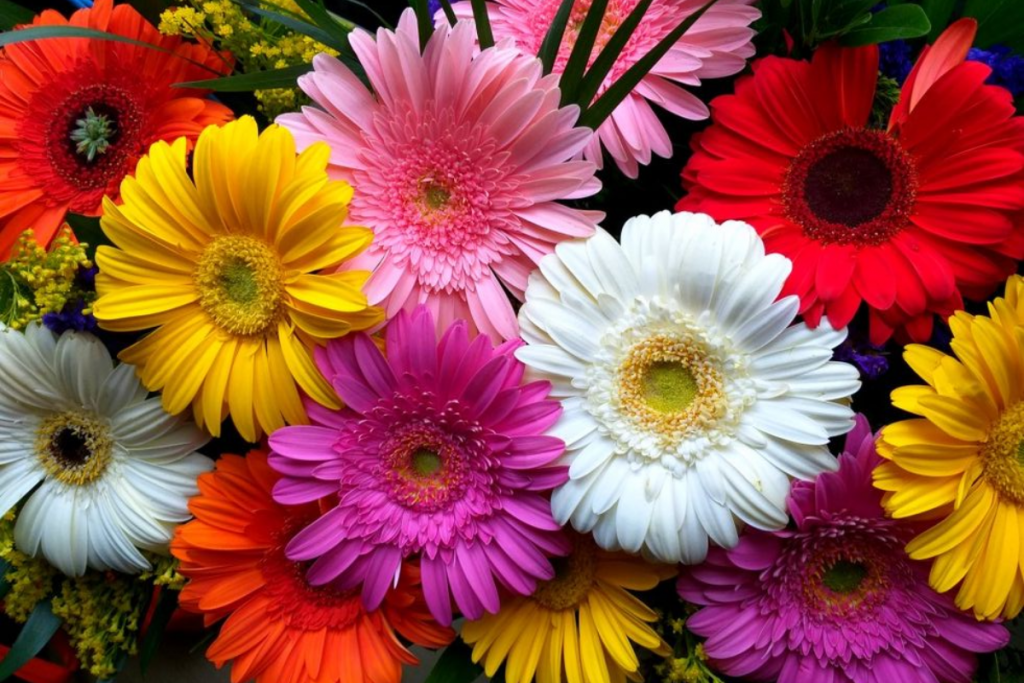 Best Winter Flowering Plant Gerbera: सर्दियों में बेस्ट फ्लावरिंग प्लांट है जरबेरा, जानें इसकी खासियतें और देखभाल के तरीके 1 Gerbera