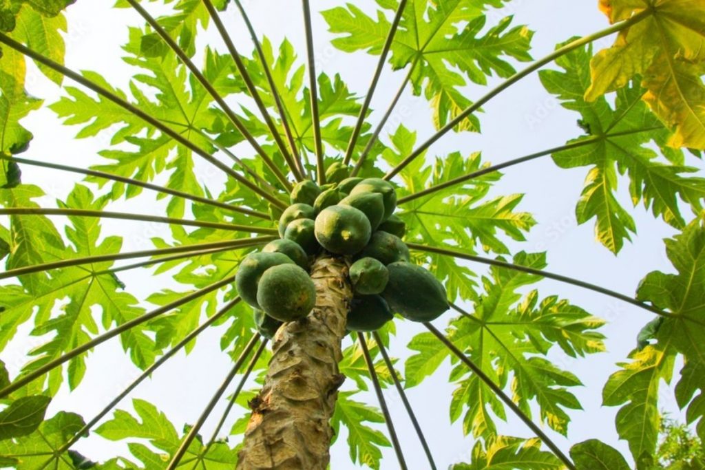 Side Effects Of Papaya : अगर आपको भी पसंद है पपीता, तो हो जायें सावधान 3 Papaya 111