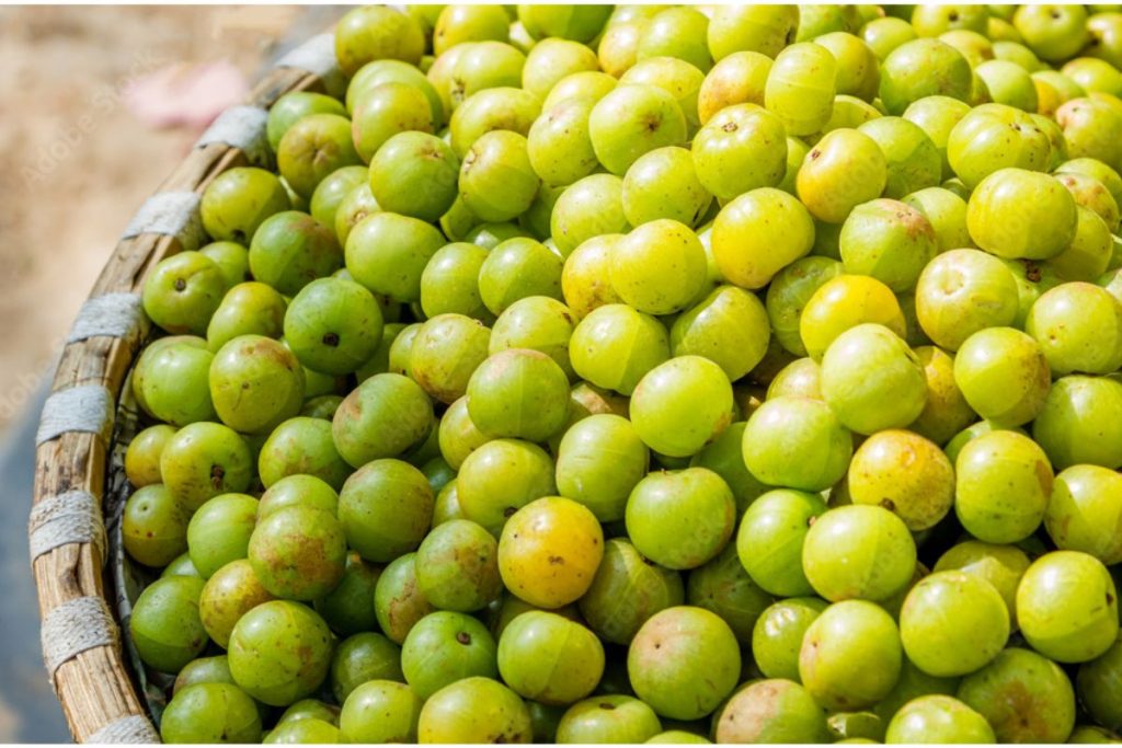 Health Benefits Of Amla : कच्चा चबाएं या जूस बना लें, आदत डाल लें तो आपको मिलेंगे कई फायदे 2 Amala 33 1