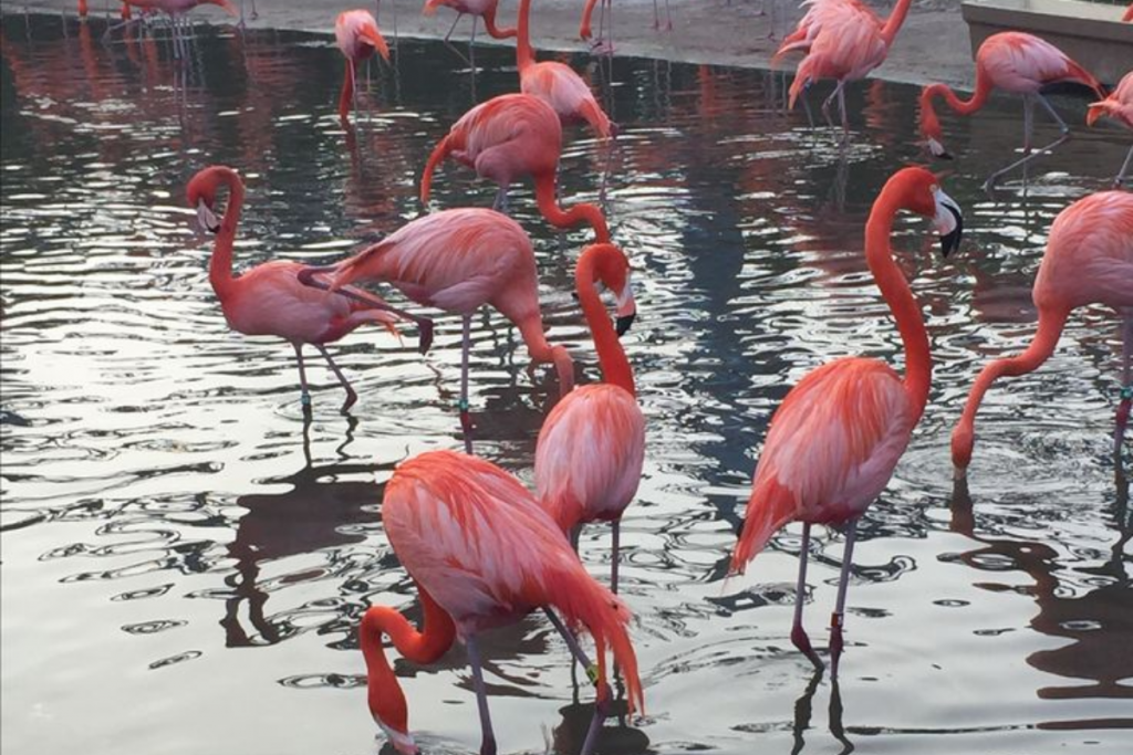 Is This Flamingo Feeding Blood To Its Baby: क्या फ्लेमिंगो अपने बच्चे को Blood Feeding कराते है? जानिए सच्चाई और 'क्रॉप मिल्क' के बारे में 2 Flamingo 2