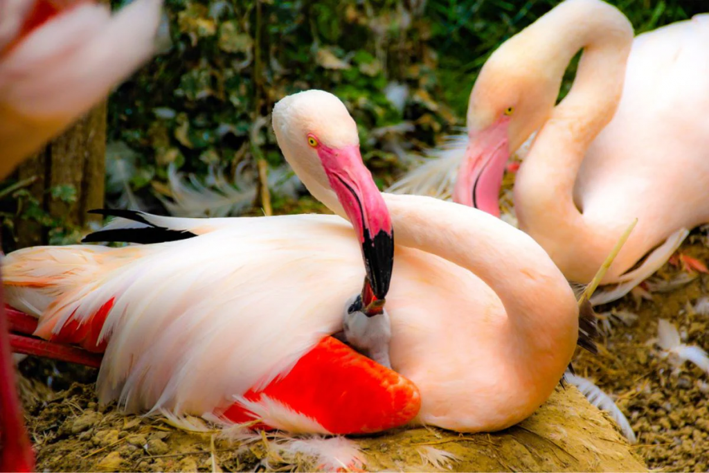 Is This Flamingo Feeding Blood To Its Baby: क्या फ्लेमिंगो अपने बच्चे को Blood Feeding कराते है? जानिए सच्चाई और 'क्रॉप मिल्क' के बारे में 1 Flamingo 3