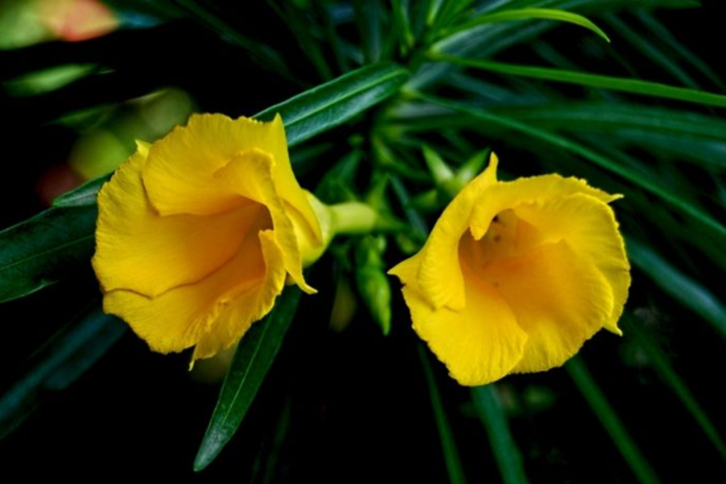 Plants Animals Don'T Eat: इन फूलों और पौधों को जानवर भी नहीं खाते: जानें इनके फायदे और उपयोग 1 Flower 11