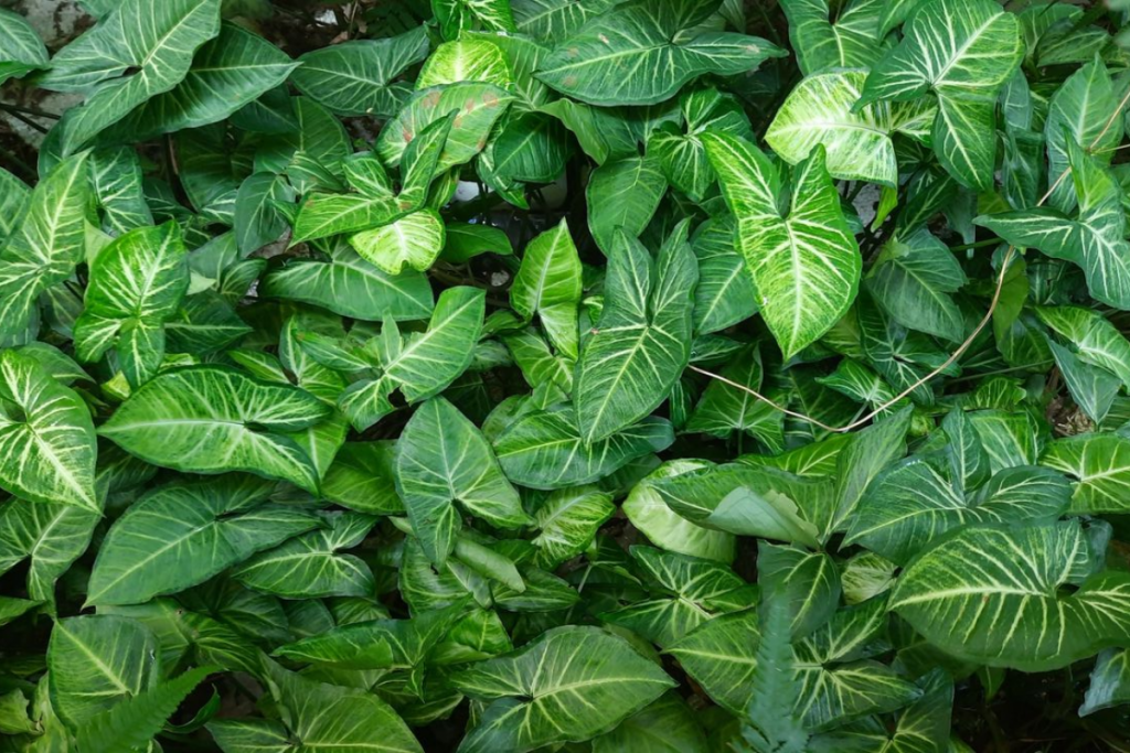 Plants Animals Don'T Eat: इन फूलों और पौधों को जानवर भी नहीं खाते: जानें इनके फायदे और उपयोग 5 Image 180