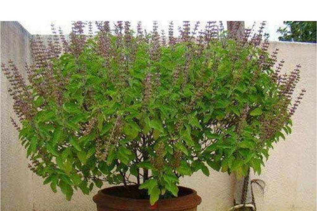 Vastu Tips : घर में लगाएं इन लकी पौधों को, चमक जाएगी आपकी किस्मत 2 Tulsi 2