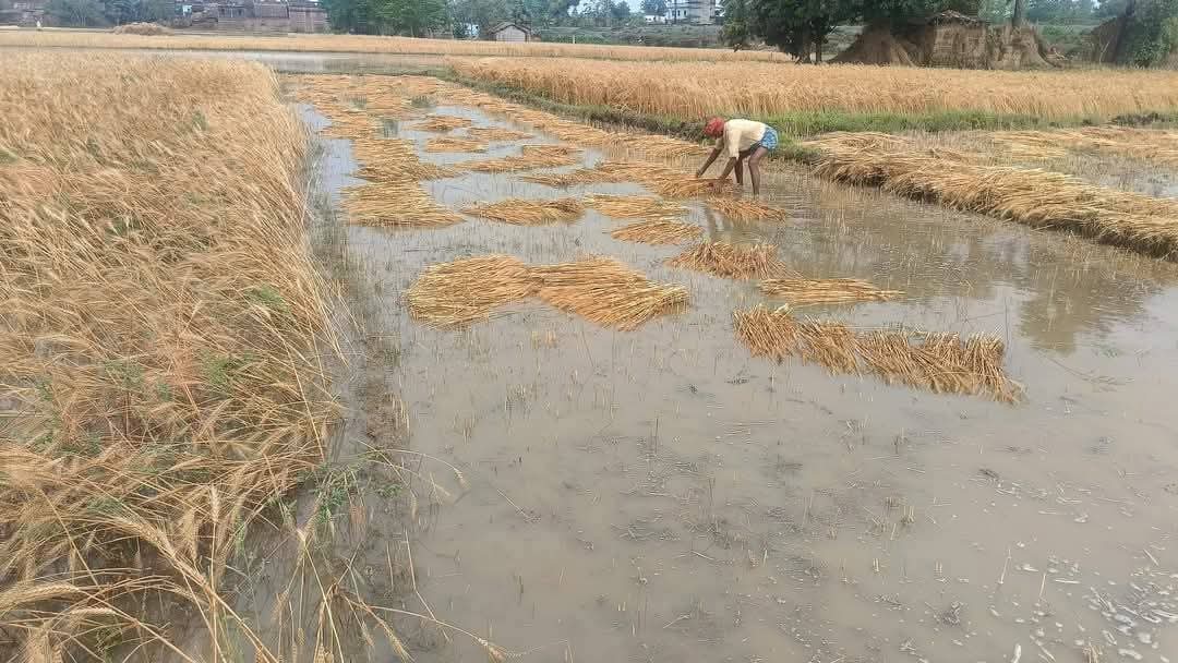 Bihar Rain: पटना समेत 10 जिलों में गरज- चमक के साथ हुई बारिश, अचानक बदला मौसम का मिजाज 1 Whatsapp Image 2025 04 10 At 4.03.04 Pm
