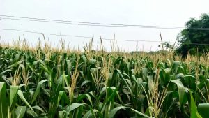 बड़ी दुर्घटना को आमंत्रण दे रहा हाईटेंशन तार