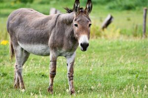 lesson to learn from donkey