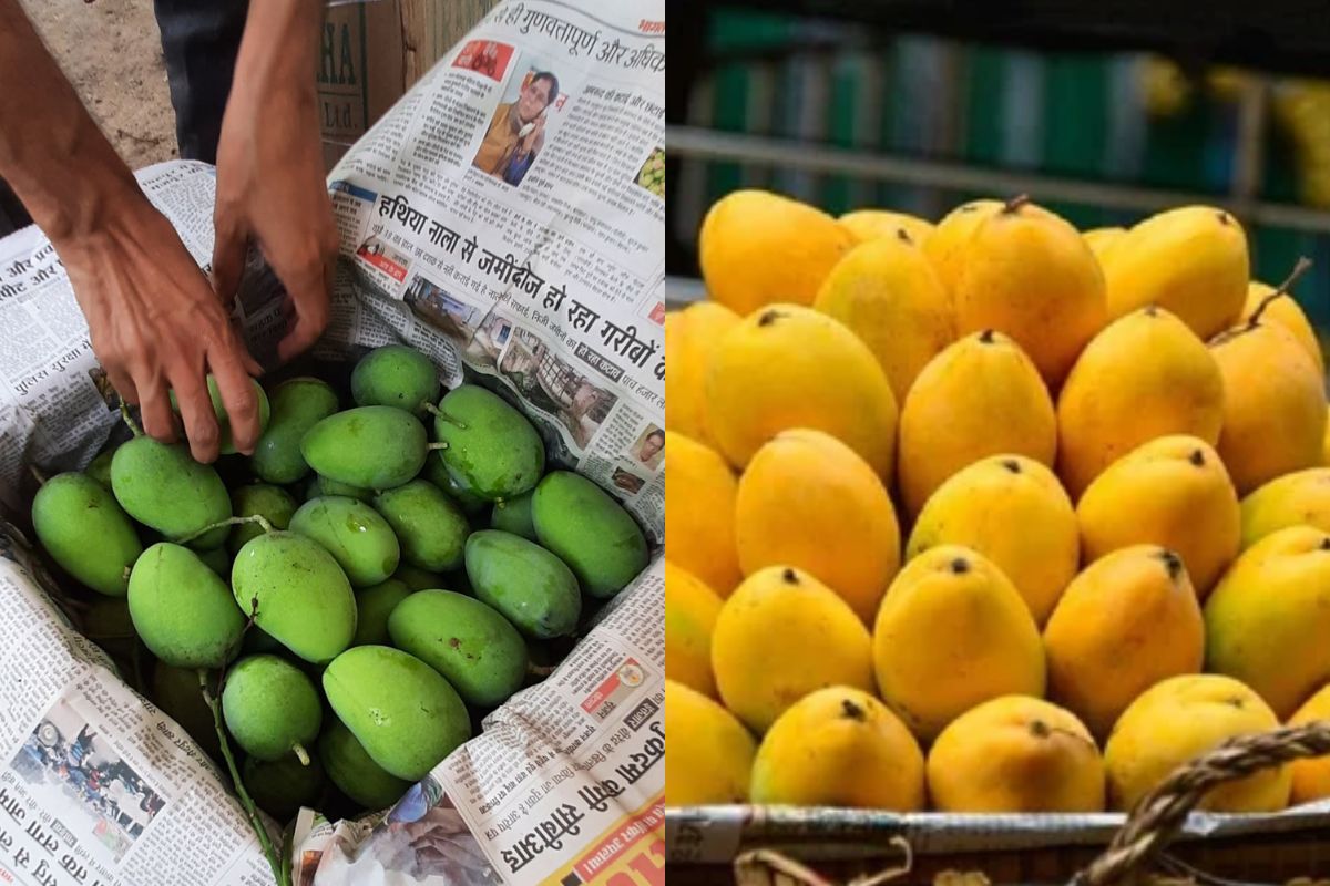 Mango In Bihar which sold on roadside is famous even abroad today