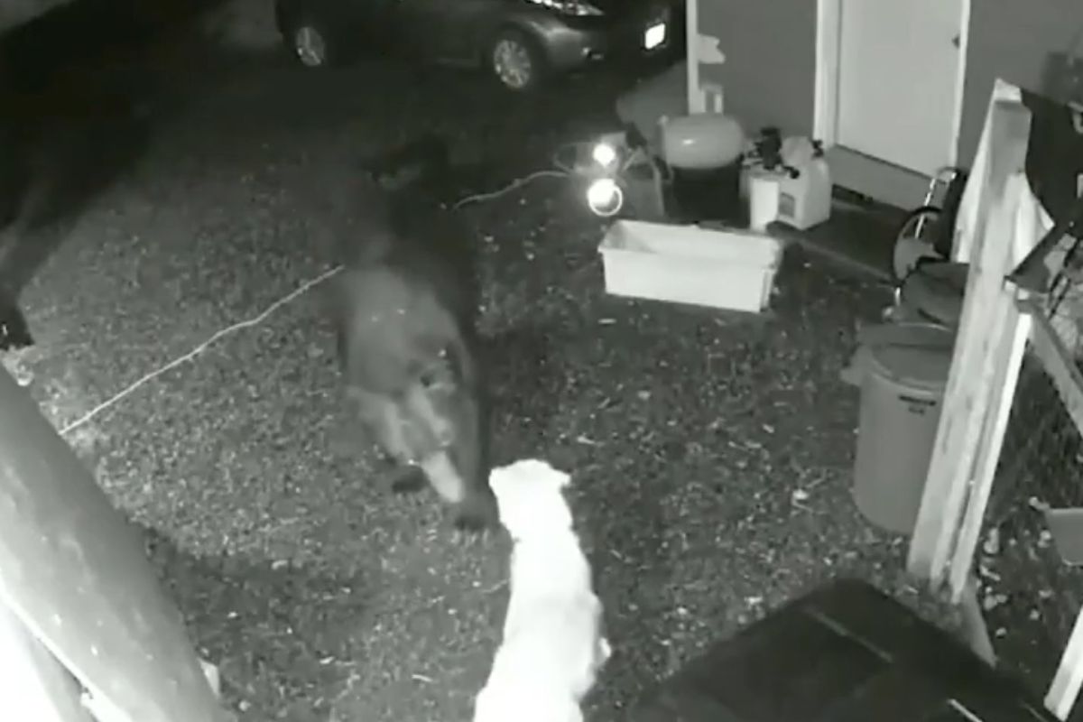 Viral Video: भालू के सामने डटकर खड़ा हो गया कुत्ता, साहस देख हैरान हो गया ब्राउन बियर, वायरल हो रहा वीडियो