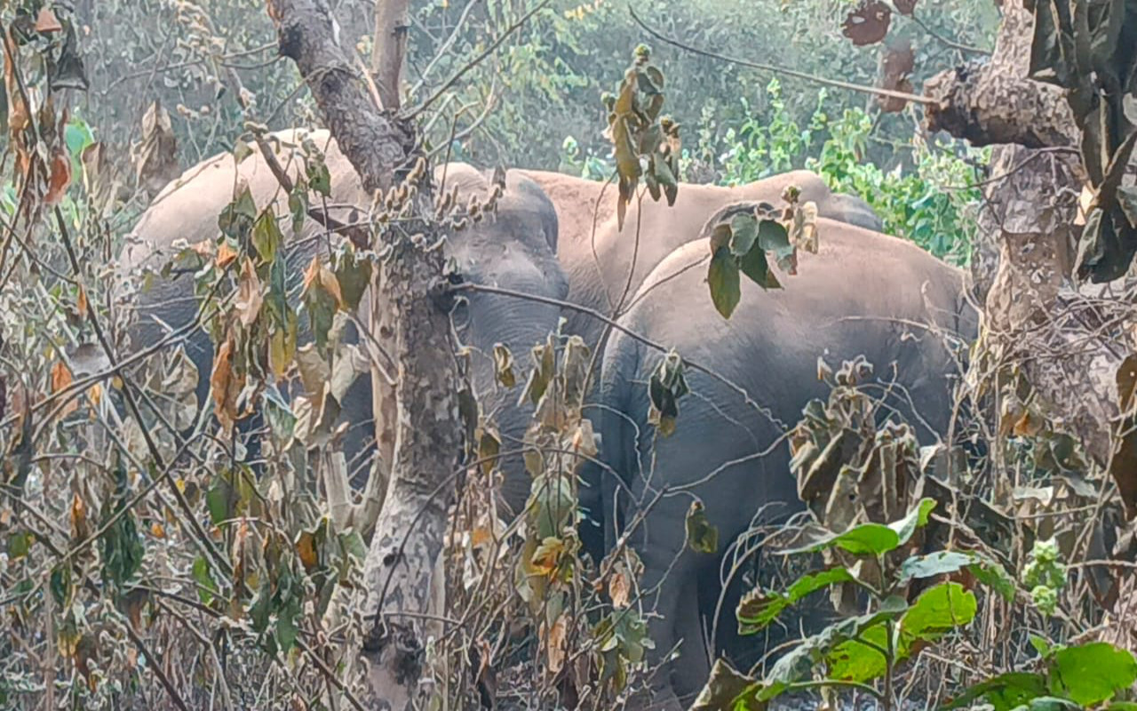 Jharkhand Breaking News: दुमका के गोडमाला गांव में 11 हाथियों के झुंड ने डाला डेरा, फसलों को किया नष्ट