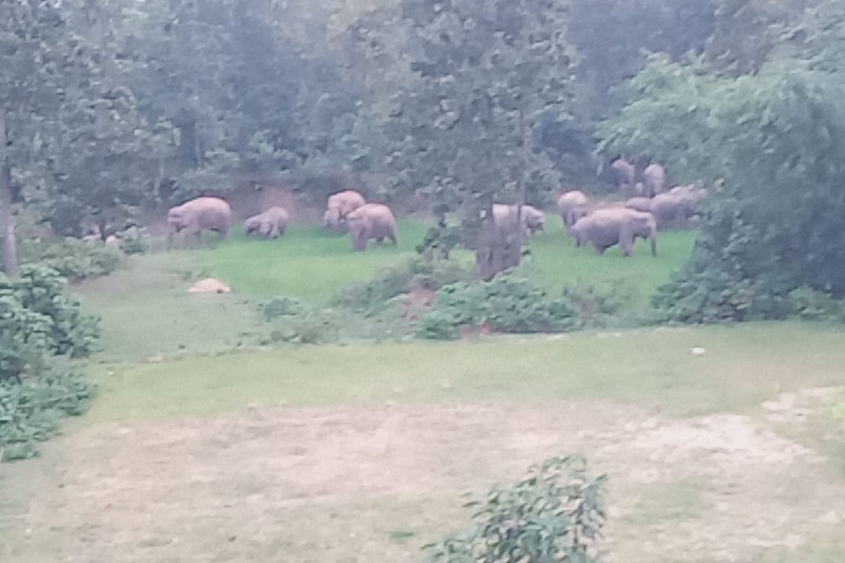 Jharkhand Breaking News: चक्रधरपुर के कोलचोकड़ा गांव में बिजल तार की चपेट में आने से महिला झुलसी, रेफर